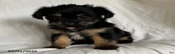 Mixed Breed dogs for sale: Kari - Ad 3