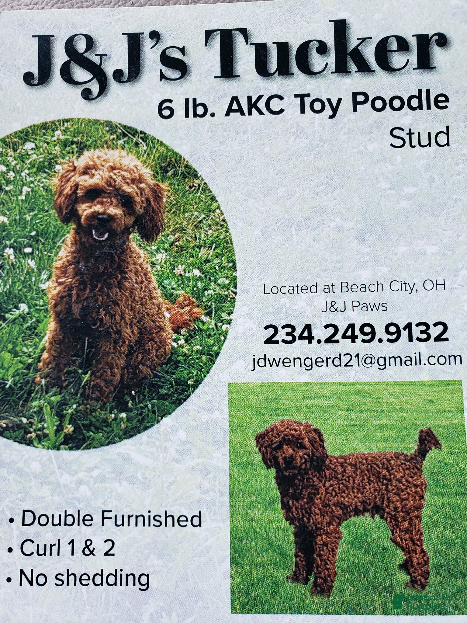 Toy Poodle dogs Tucker - Ad 2