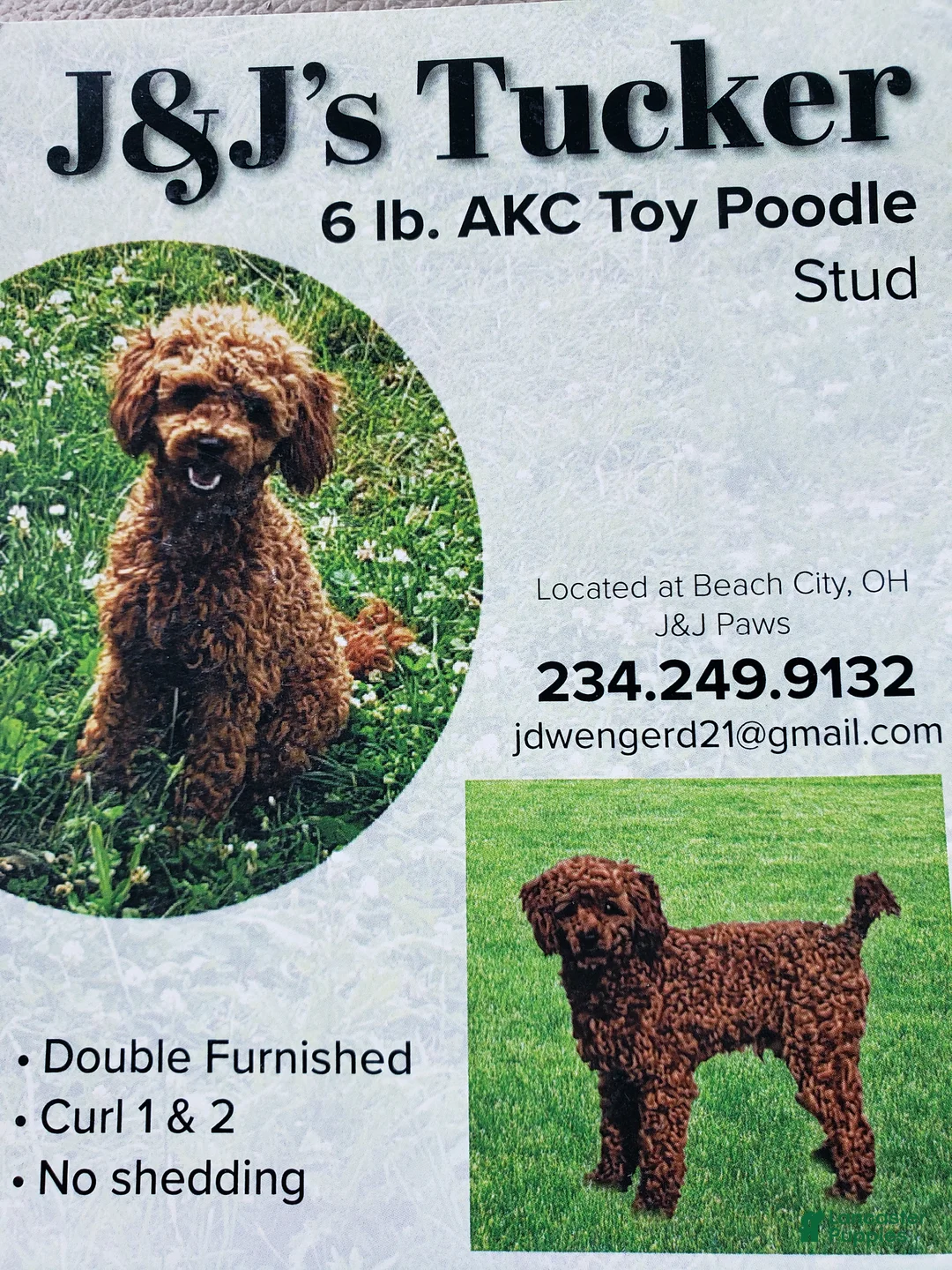 Toy Poodle dogs for stud: Tucker - Ad 2