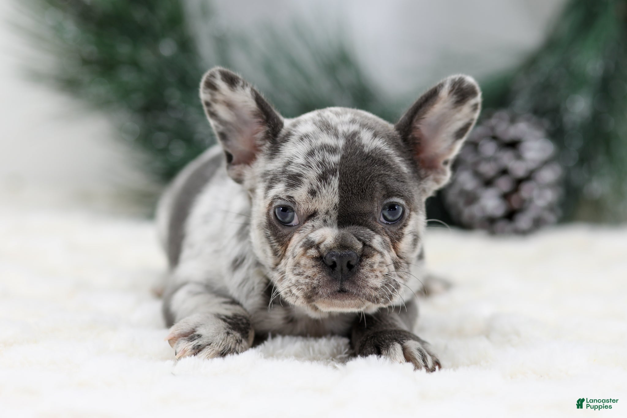 French Bulldog dogs Dena - Ad 12