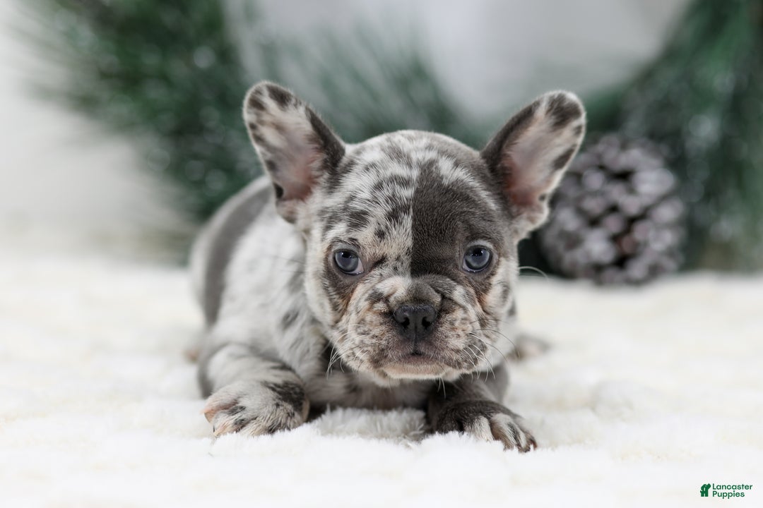 French Bulldog dogs for sale: Dena - Ad 1
