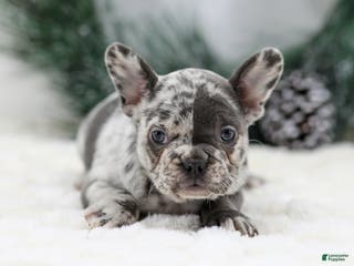 French Bulldog dogs Dena - Ad 4
