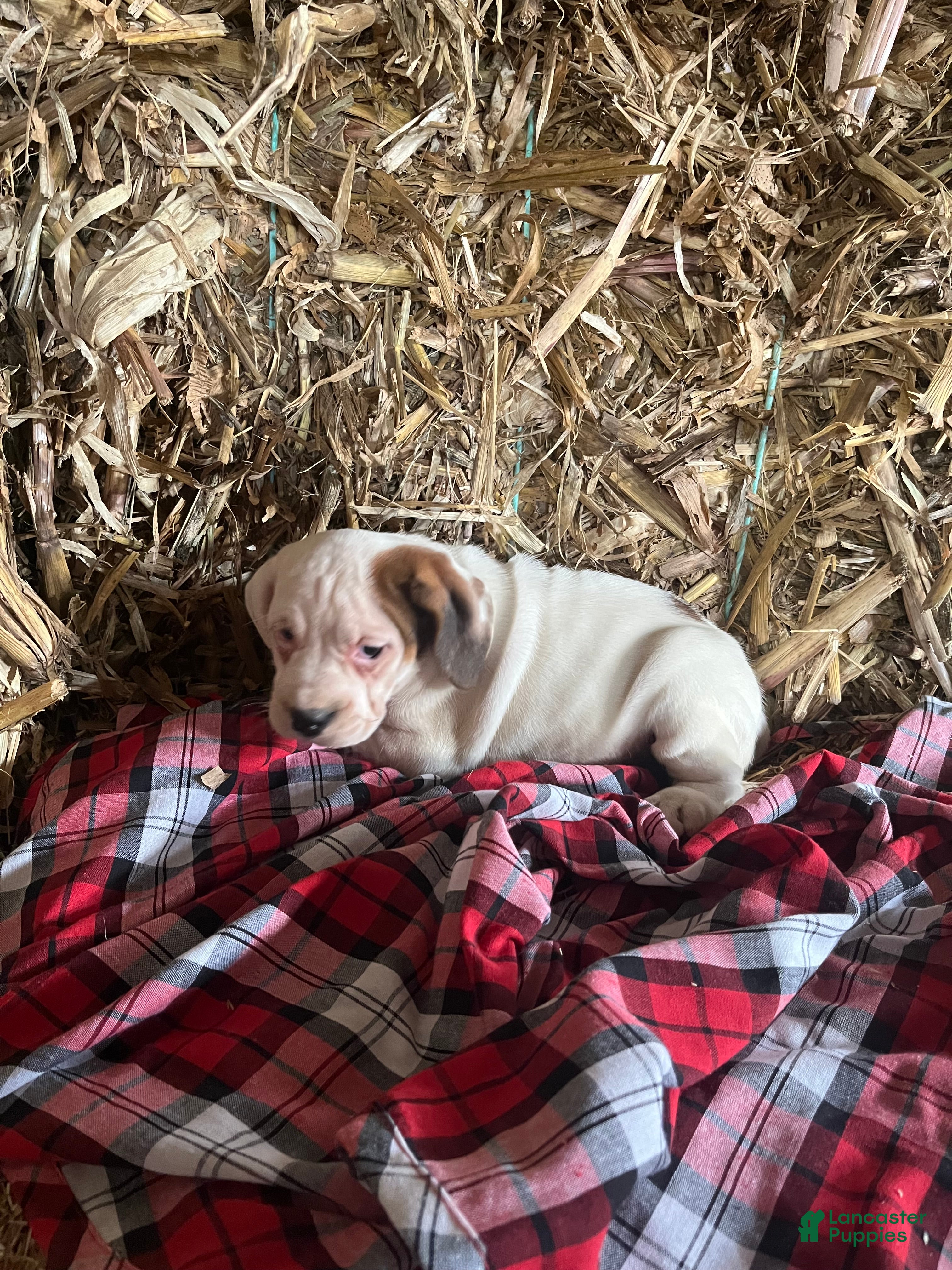 Mixed Breed dogs Snow White - Ad 23