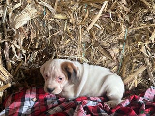 Mixed Breed dogs Snow White - Ad 15