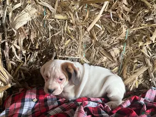 Mixed Breed dogs Snow White - Ad 1