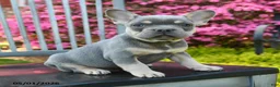 French Bulldog dogs for sale: Braxton - Ad 3