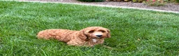 Cockapoo dogs for sale: Kip  - Ad 8