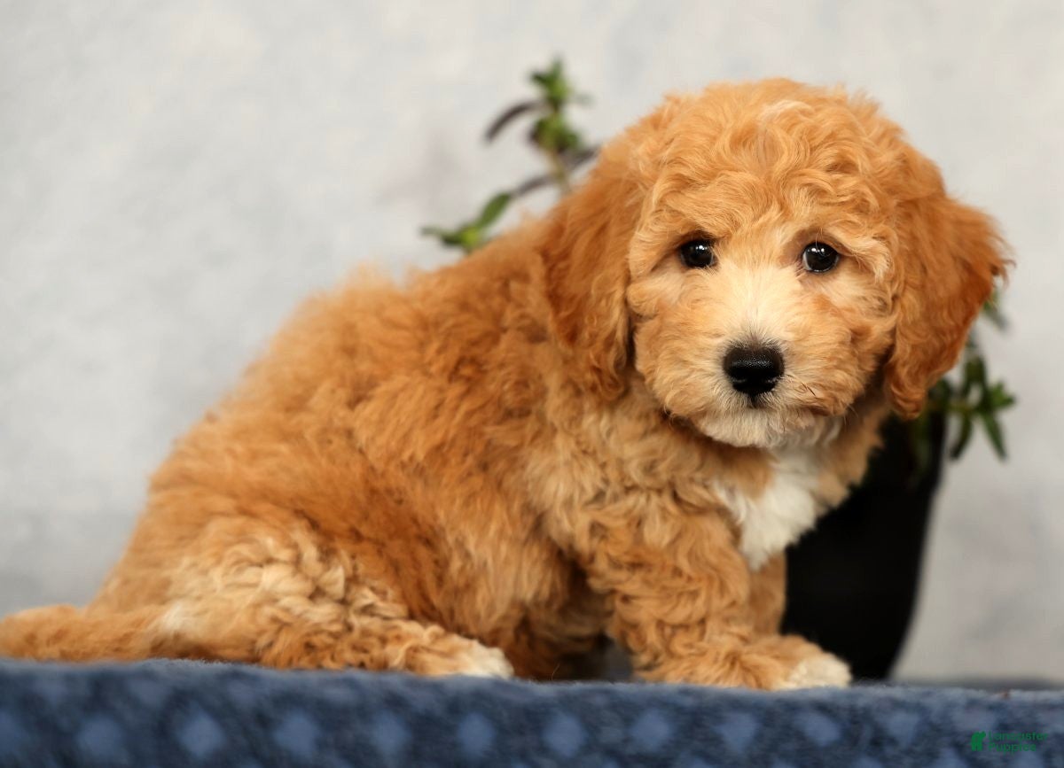 Bichpoo dogs York - Ad 2