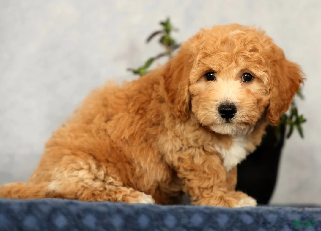 Bichpoo dogs for sale: York - Ad 2