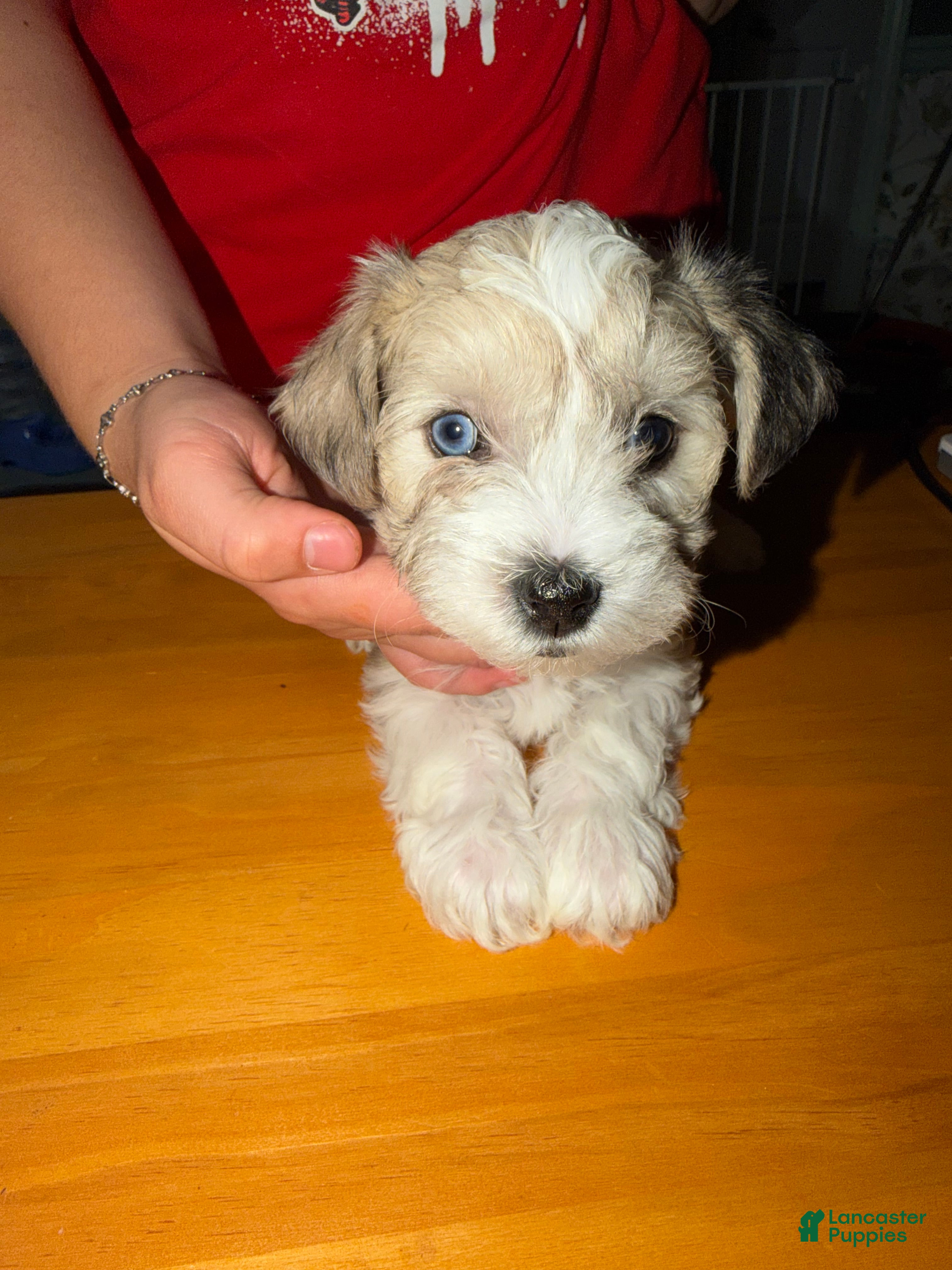 Mixed Breed dogs Girl 4 - Ad 1