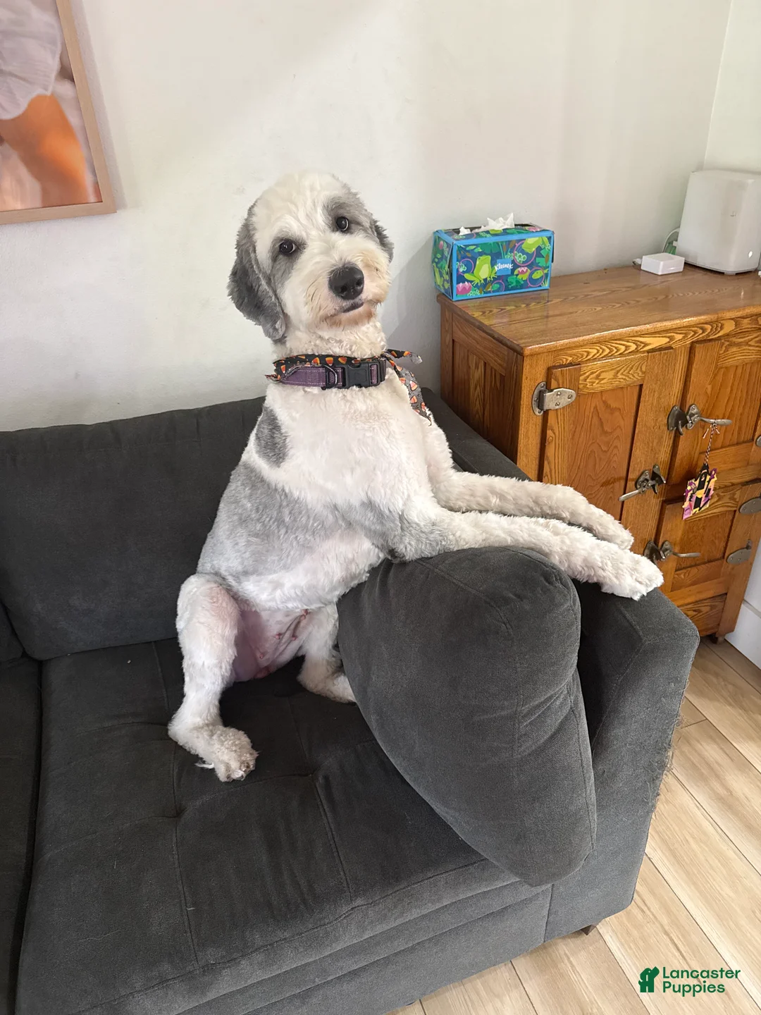 Sheepadoodle dogs for sale: Lucky  - Ad 6