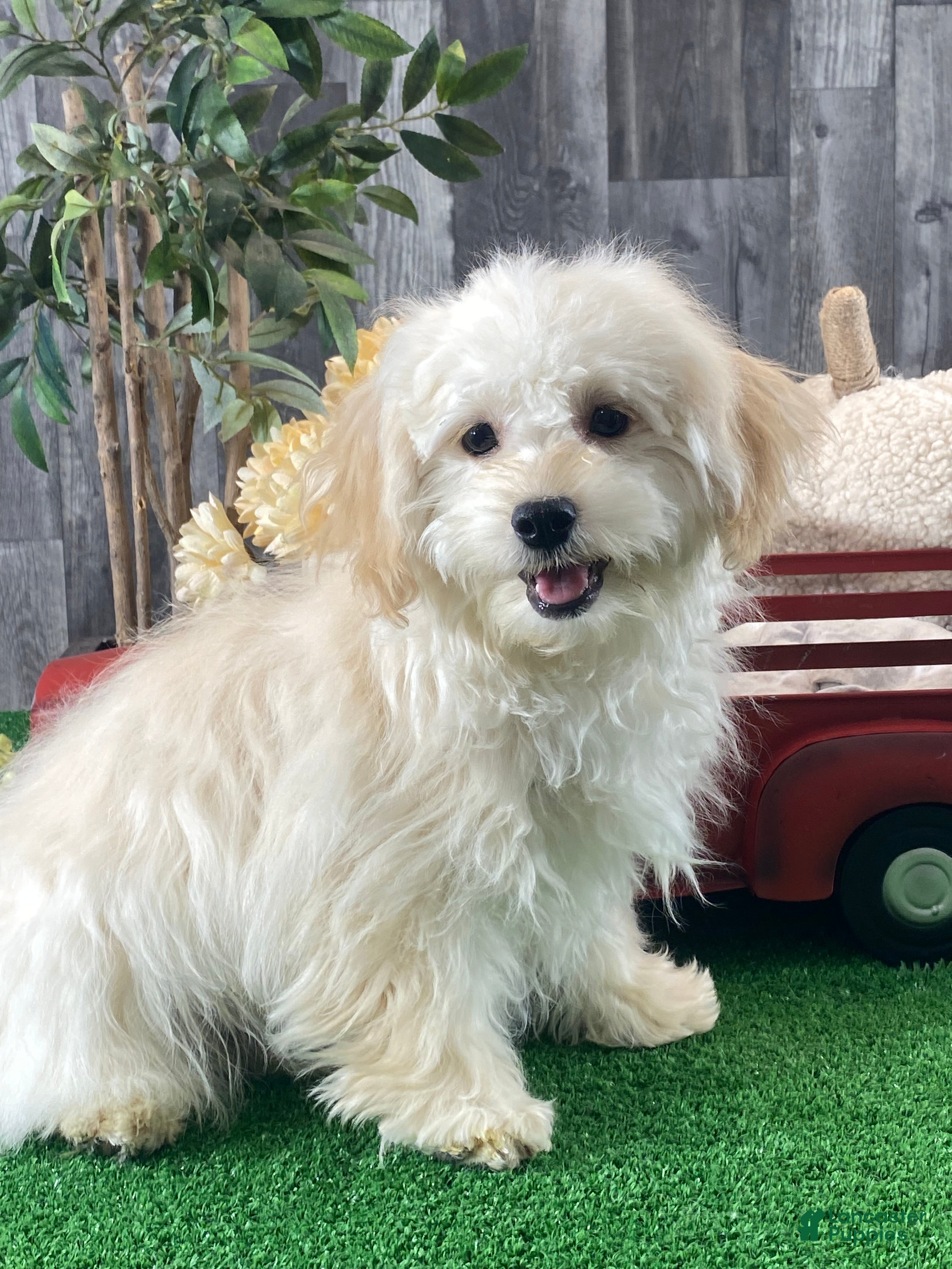 Havanese dogs Hudson  - Ad 15