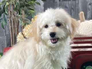 Havanese dogs Hudson - Ad 15