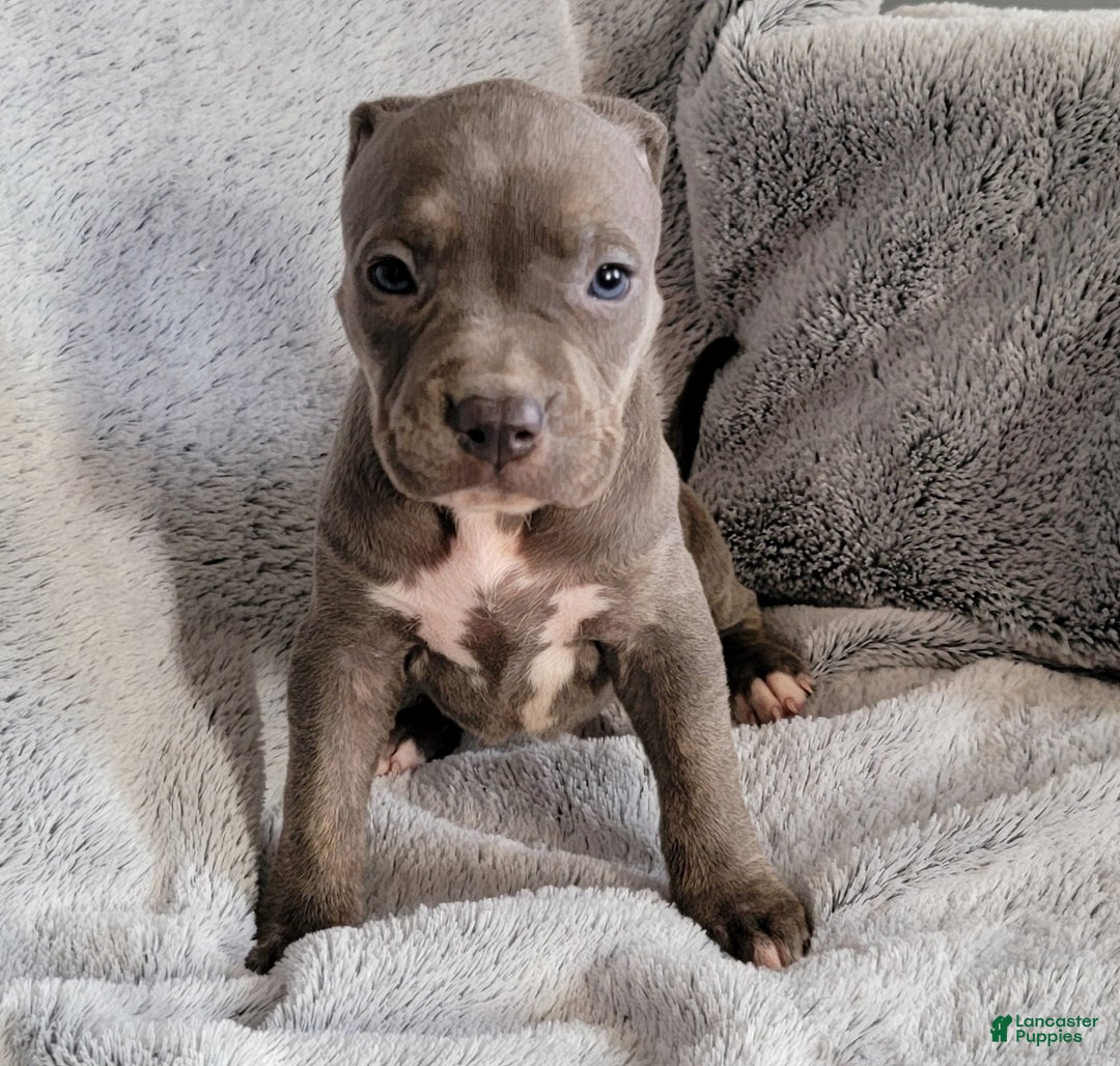 American Bully dogs for sale: Bonnie - Ad 1