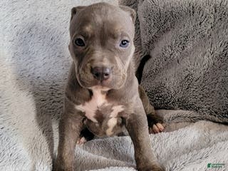 American Bully dogs Bonnie - Ad 31