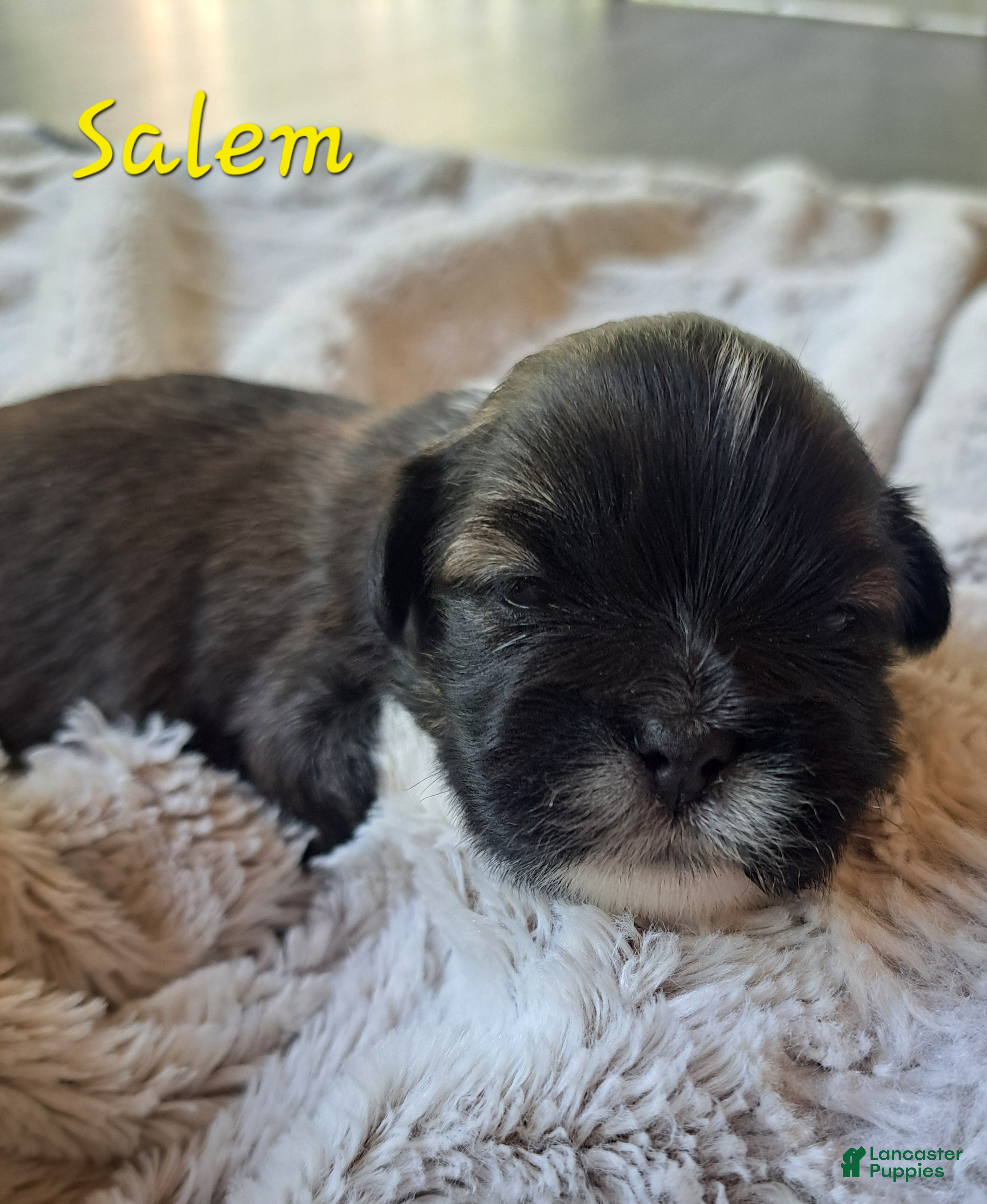 Lhasa Apso dogs for sale: Salem - Ad 1
