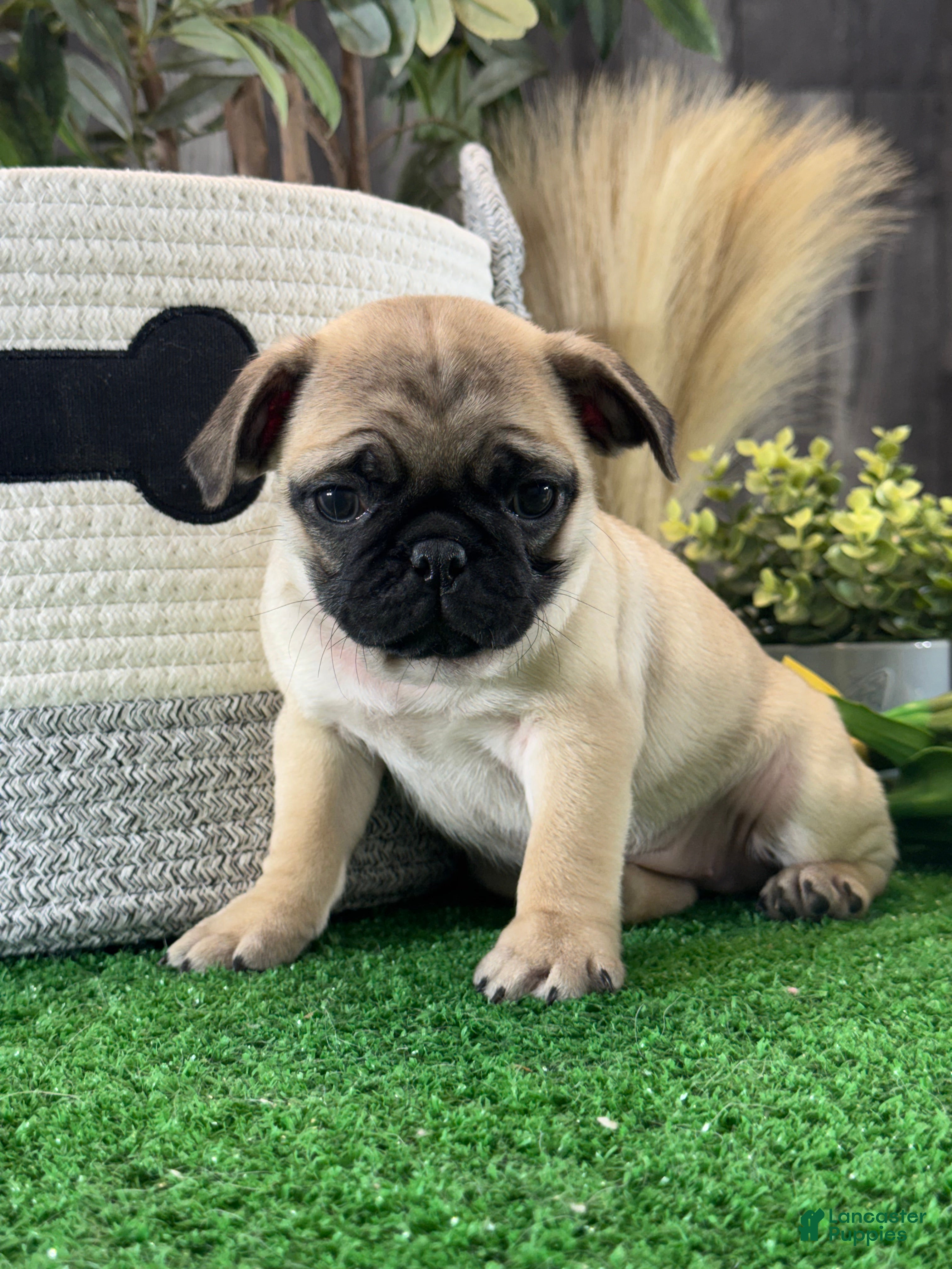 Pug dogs Petunia  - Ad 38