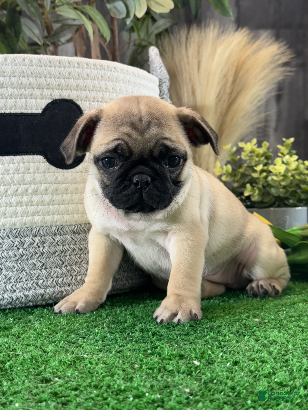 Pug dogs for sale: Petunia  - Ad 1