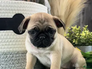 Pug dogs Petunia - Ad 38