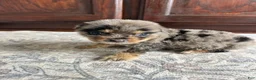 Australian Shepherd dogs for sale: Australian Shepherd 1 - Ad 2