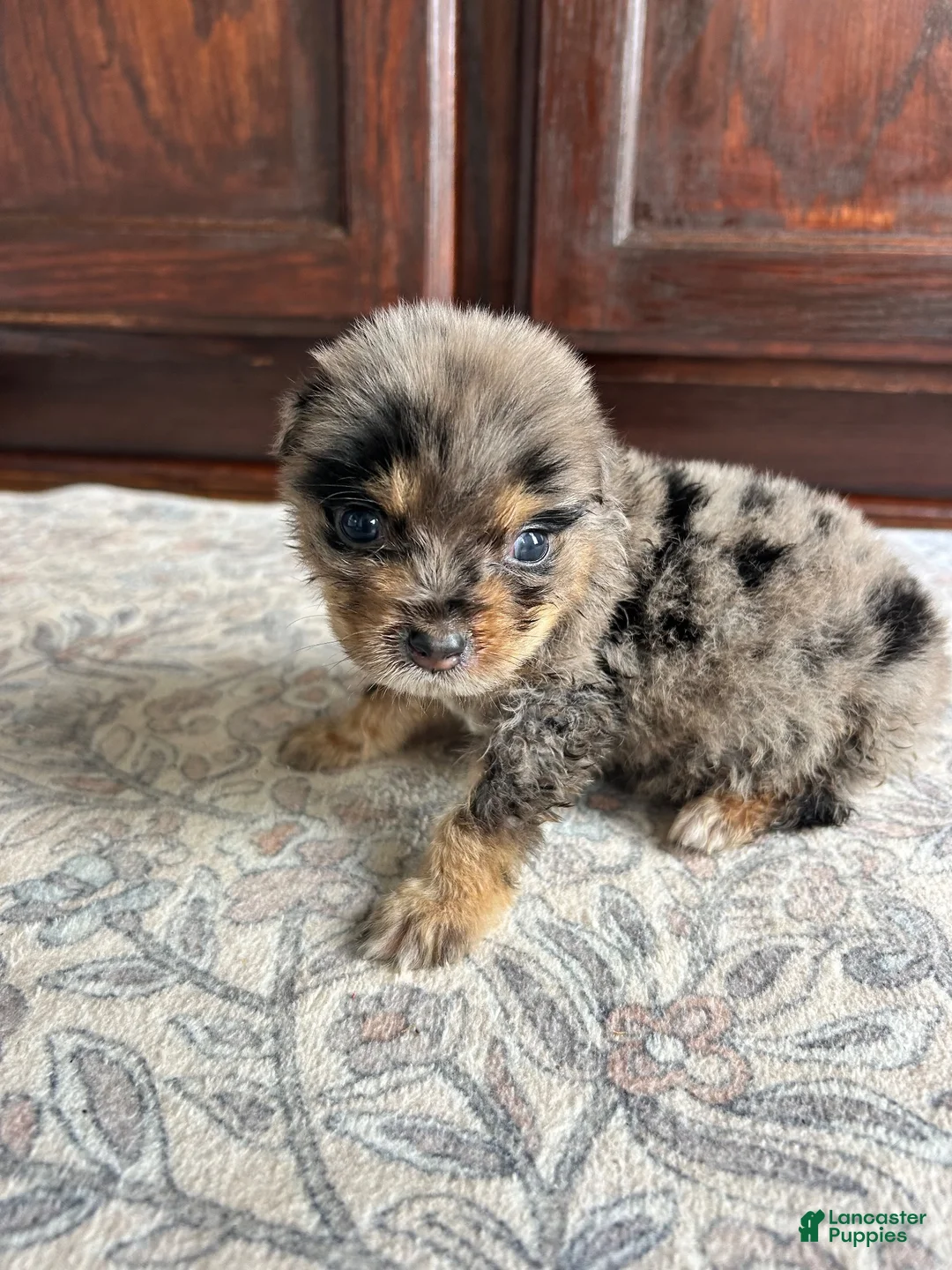 Australian Shepherd dogs for sale: Australian Shepherd 1 - Ad 2