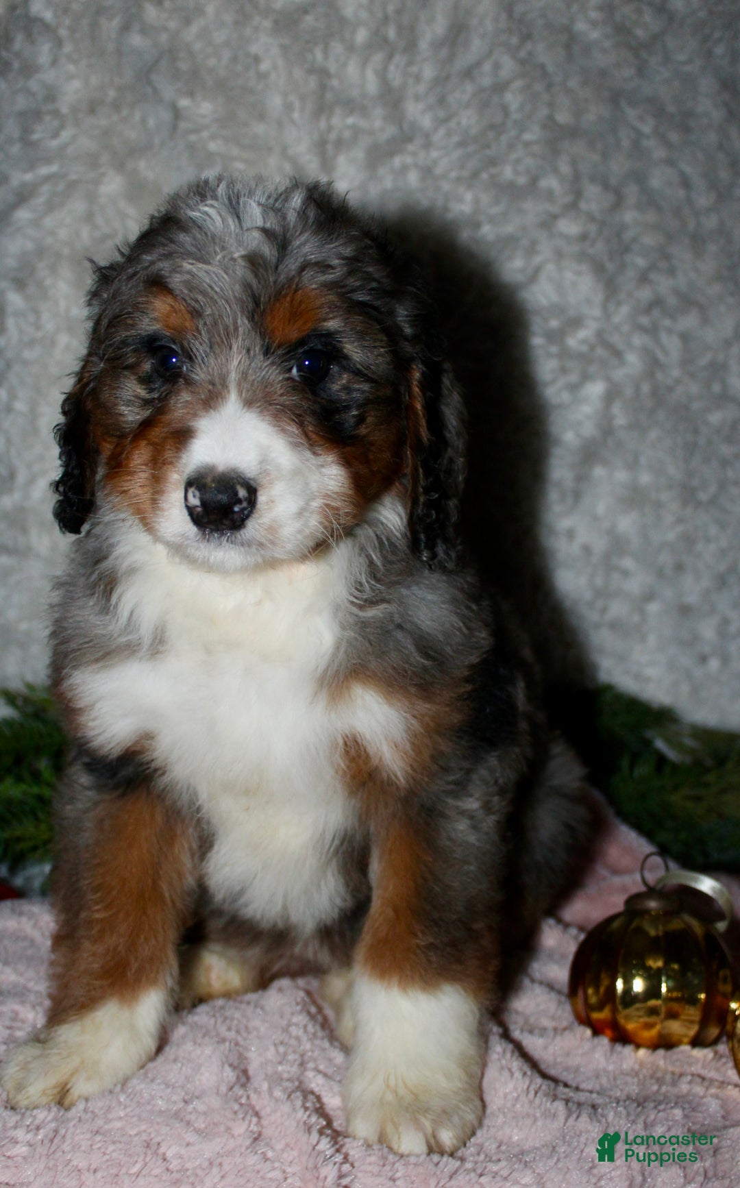 Bernedoodle dogs for sale: Jenny - Ad 2