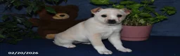 Mixed Breed dogs for sale: Shelia - Ad 4