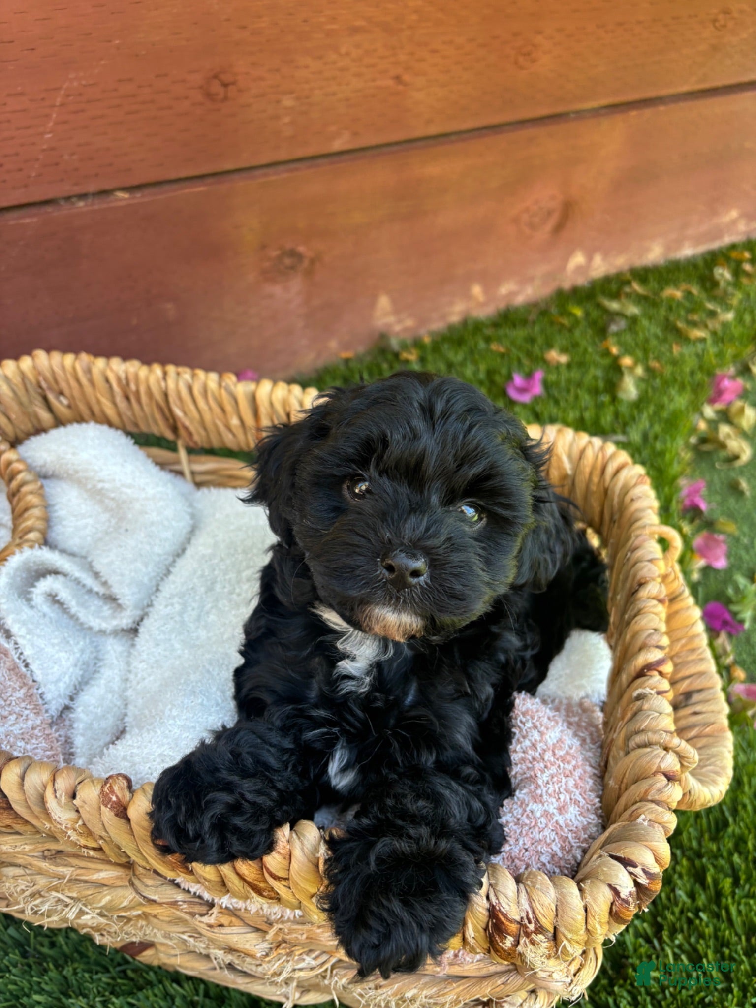 Yorkiepoo dogs Daisy 🌼 Yorkiepoo 1  - Ad 2