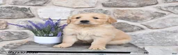 Golden Retriever dogs for sale: Champ  - Ad 3