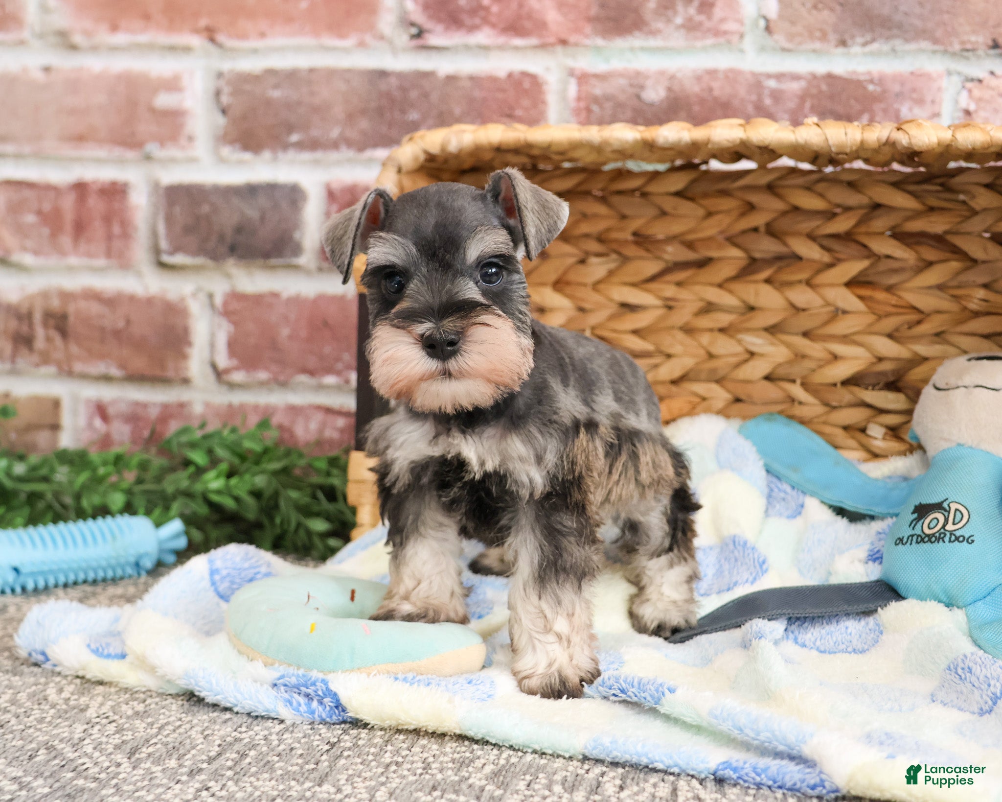 Miniature Schnauzer dogs Salvatore  - Ad 37
