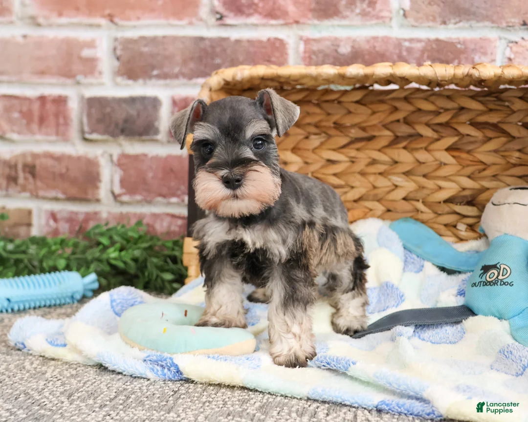 Miniature Schnauzer dogs for sale: Salvatore  - Ad 1