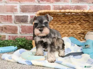 Miniature Schnauzer dogs Salvatore - Ad 37