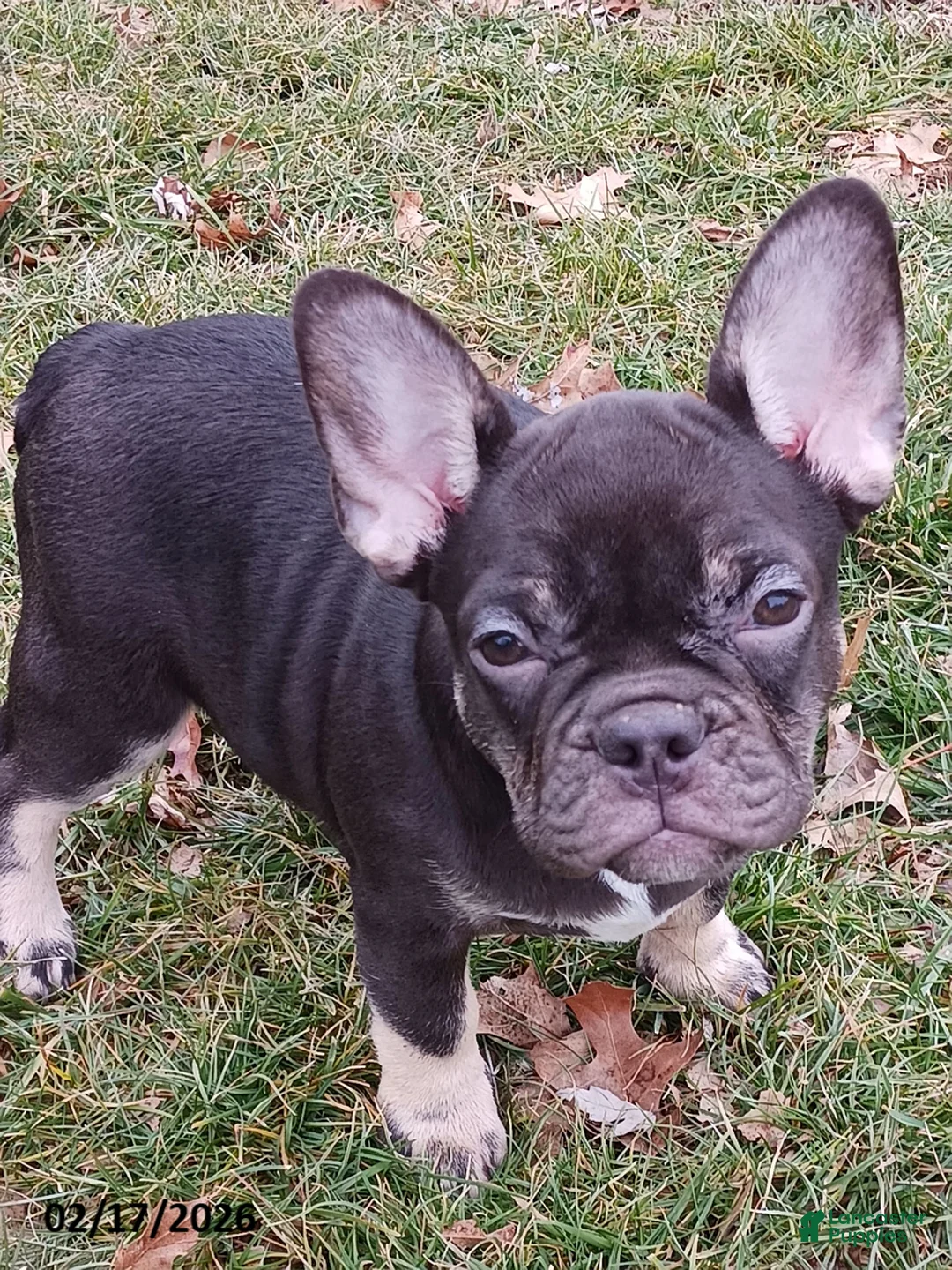 French Bulldog dogs for sale: Lea - Ad 1