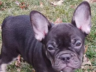 French Bulldog dogs Lea - Ad 9