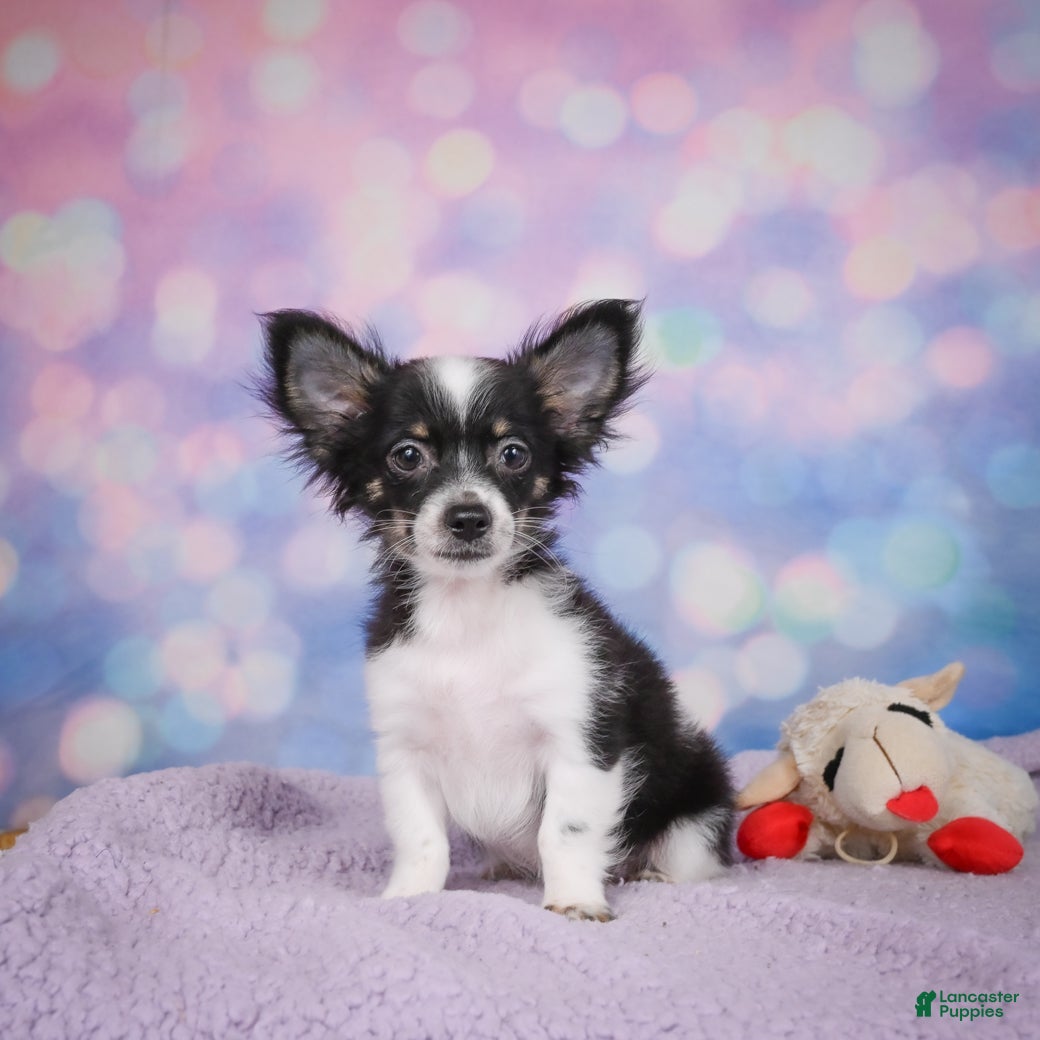 Chihuahua dogs winston - Ad 1