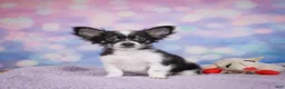 Chihuahua dogs for sale: winston - Ad 1