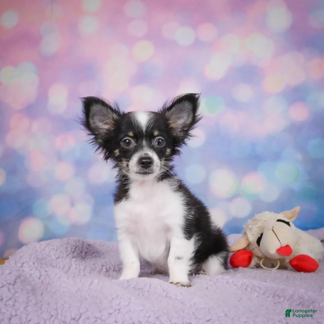 Chihuahua dogs for sale: winston - Ad 1
