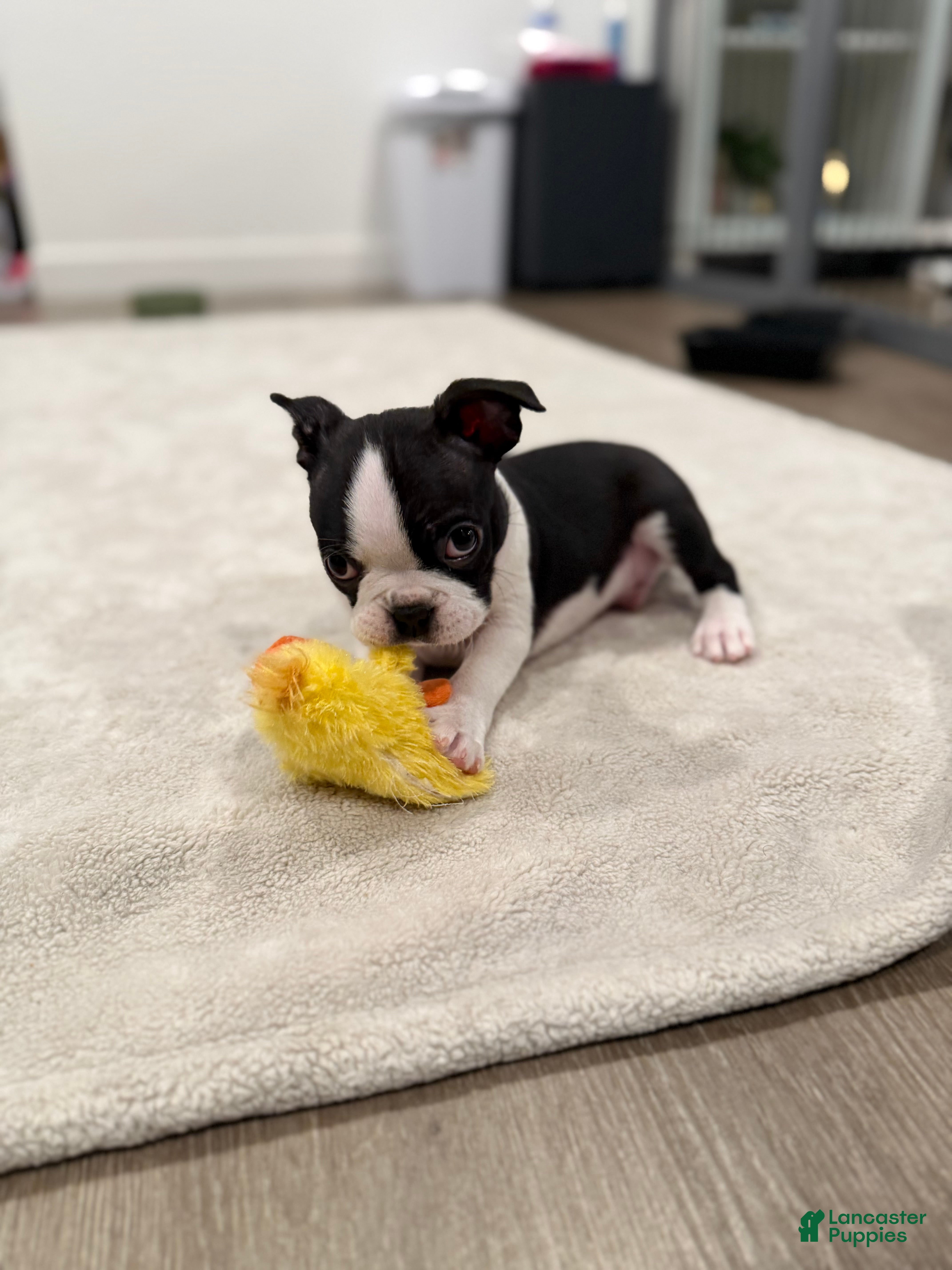Boston Terrier dogs Tony Hawk  - Ad 2