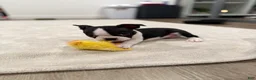 Boston Terrier dogs for sale: Tony Hawk  - Ad 2