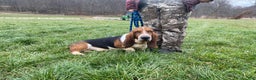 Basset Hound dogs for sale: Patrick - Ad 8