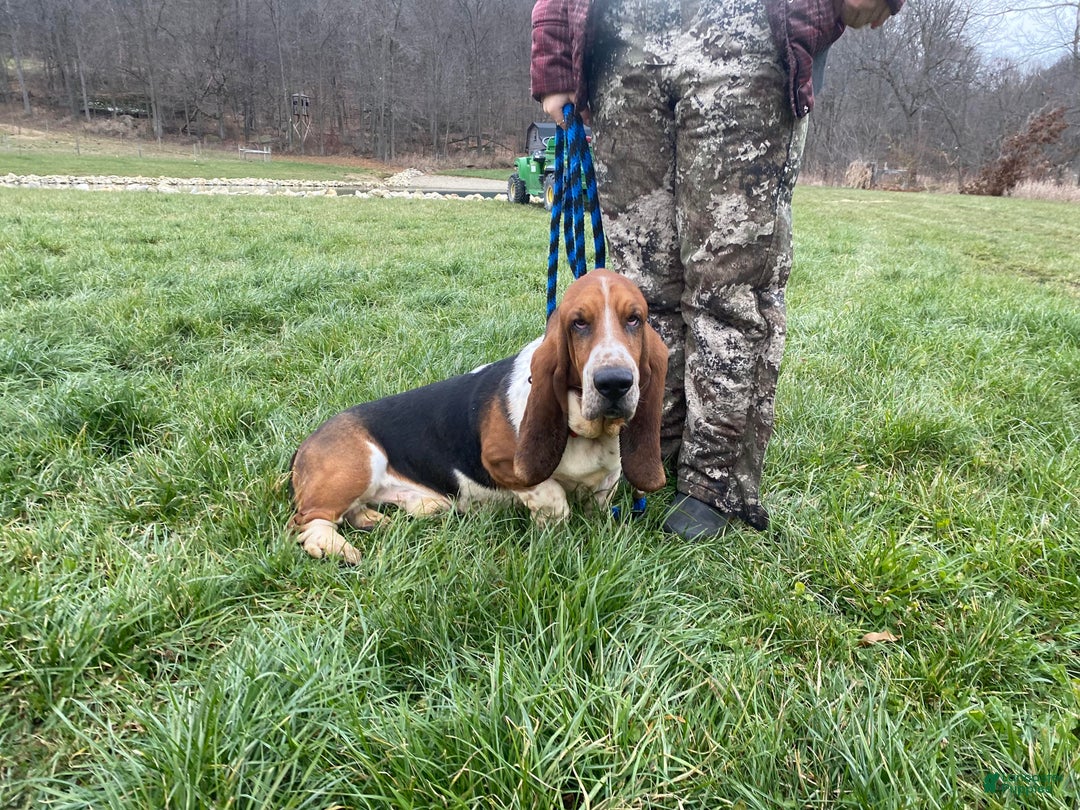 Basset Hound dogs for sale: Patrick - Ad 8