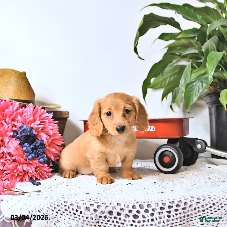 Miniature Dachshund dogs Cookie - Ad 1