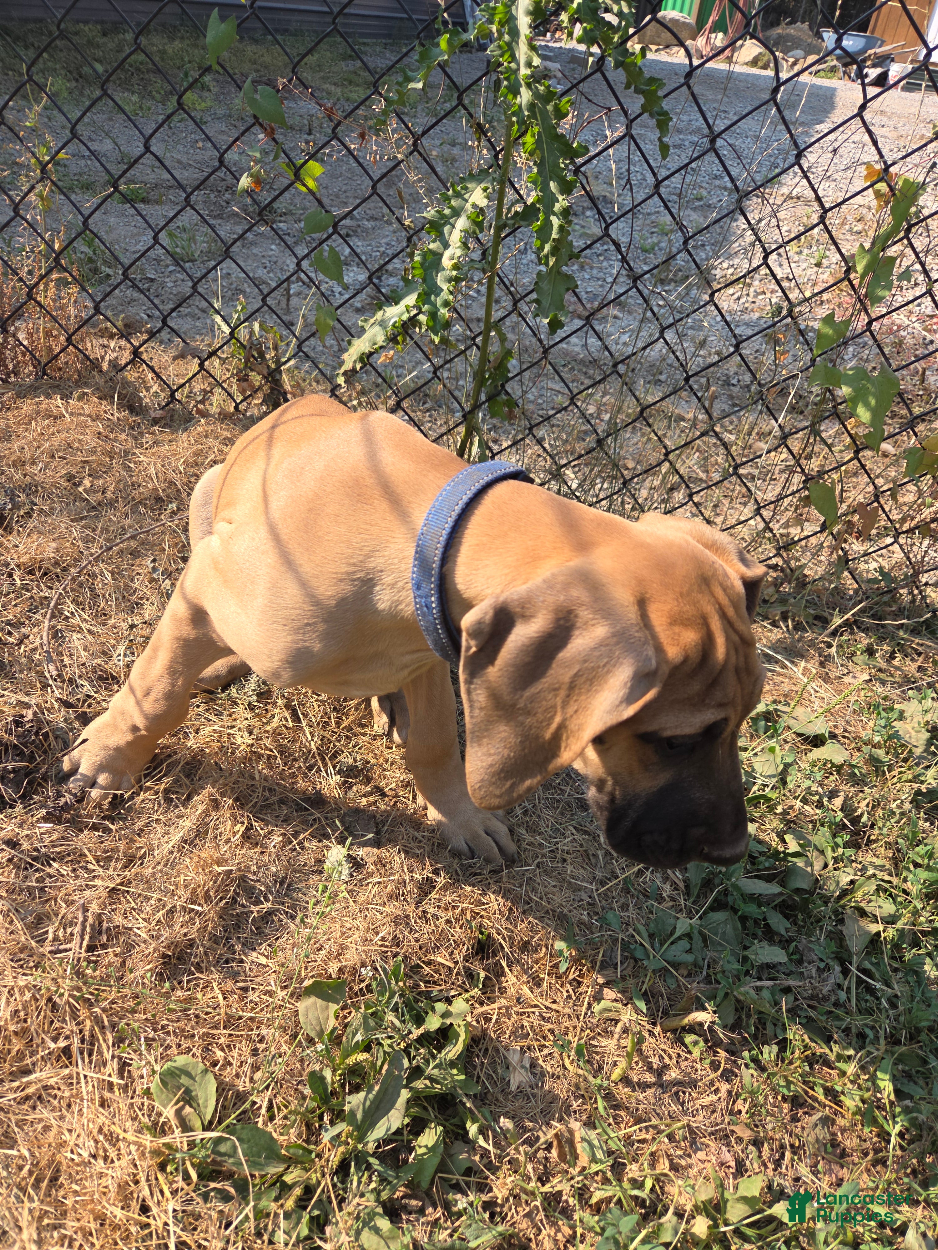 Great Dane dogs Great Dane 11 Blue collar - Ad 2