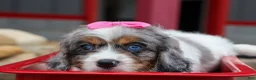 Cavapoo dogs for sale:  Paisley🎀 - Ad 14