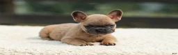 French Bulldog dogs for sale: Indy - Ad 2