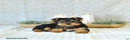 Yorkshire Terrier dogs for sale: Duke - Ad 5