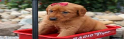 Golden Retriever dogs for sale: Quinny 🐾  - Ad 13