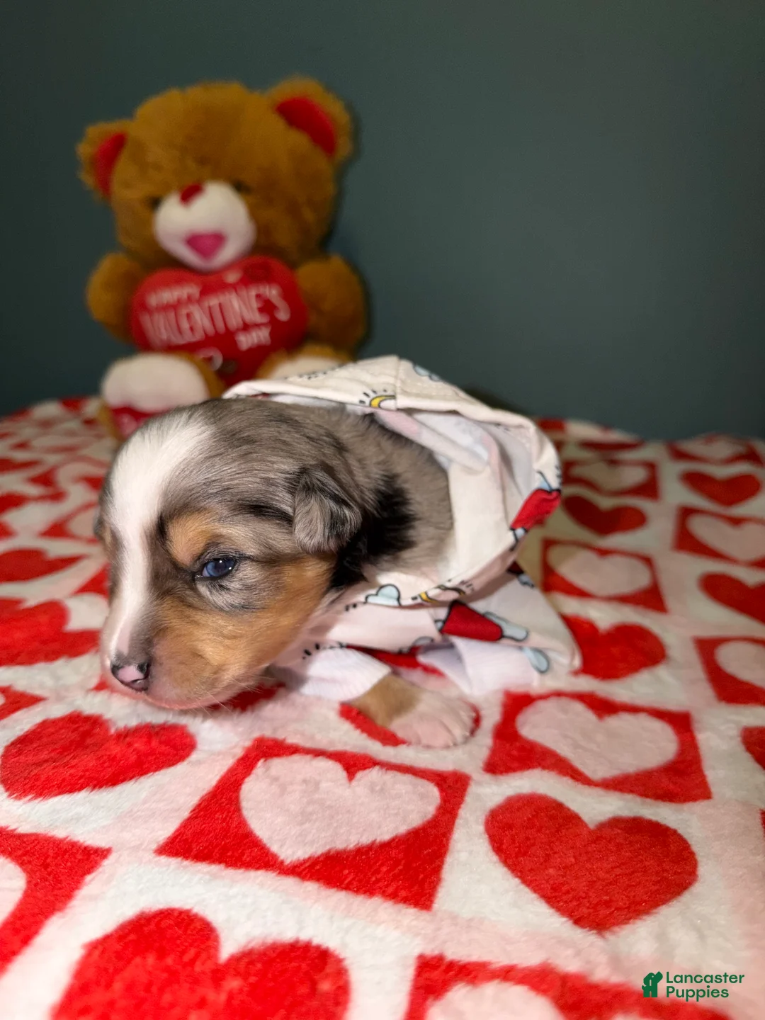 Miniature Australian Shepherd dogs for sale: Kayce - Ad 4