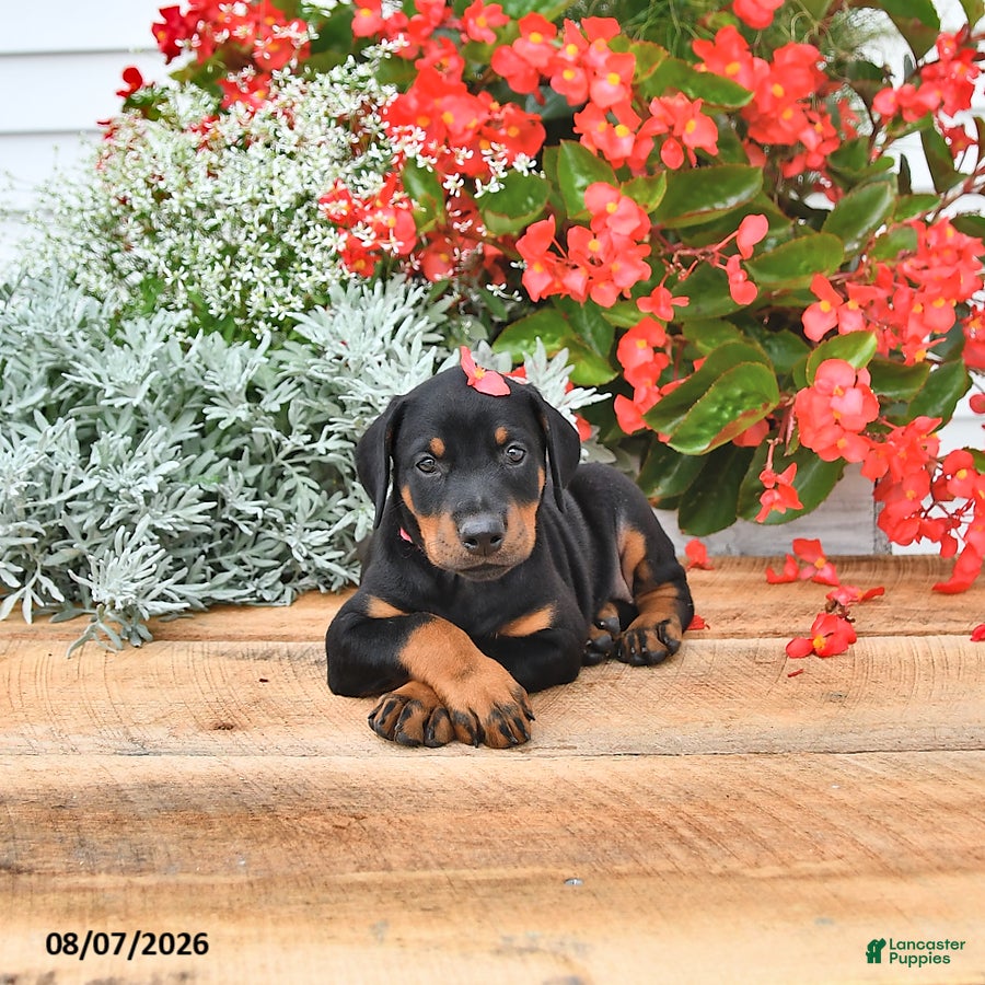Doberman Pinscher dogs Luna  - Ad 2