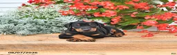 Doberman Pinscher dogs for sale: Luna  - Ad 2